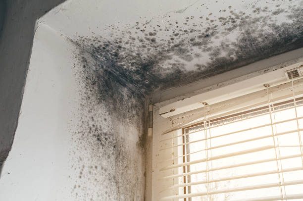 Affordable Hvac And Air Duct Mold Remediation solutions in Cedarville, MI
